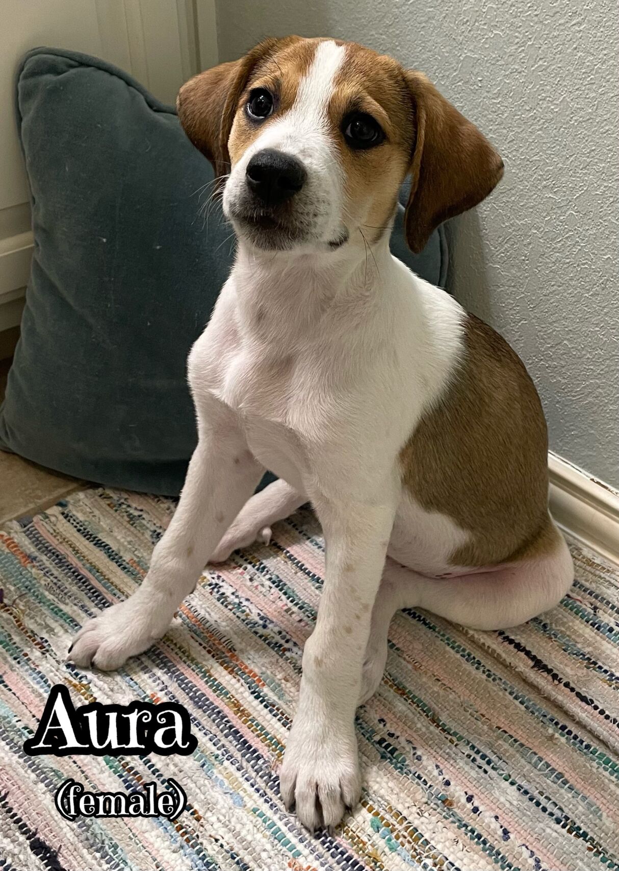 Aura